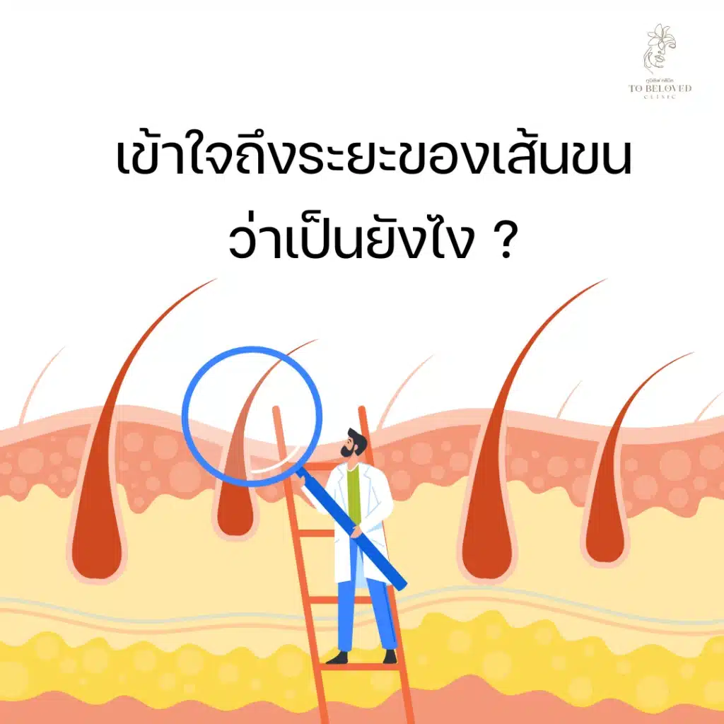 เข้าใจถึงระยยการเกิดเส้นขน