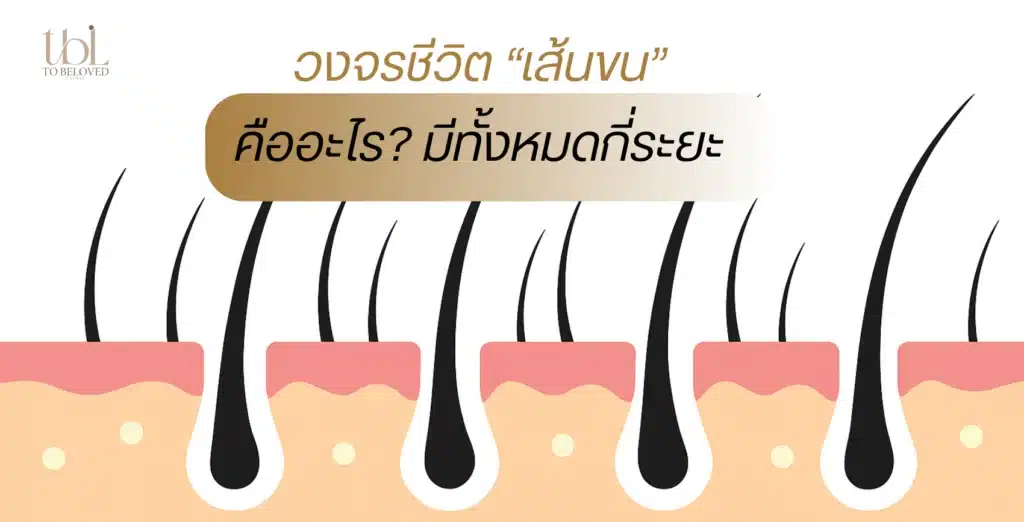 เส้นขน